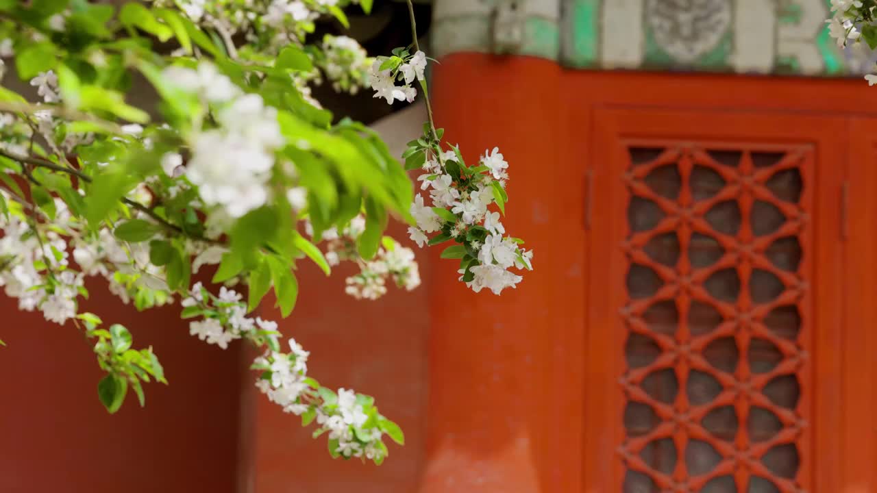 北京故宫文华殿海棠花花海视频素材