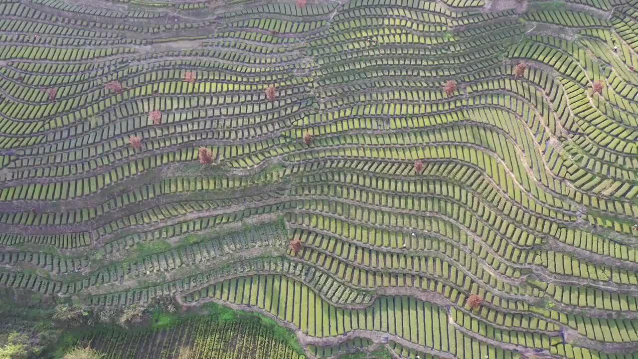 湖北恩施花枝山茶园视频素材