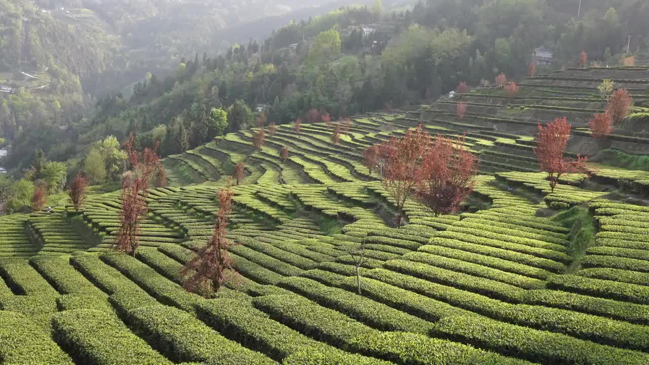 湖北恩施花枝山茶园视频素材