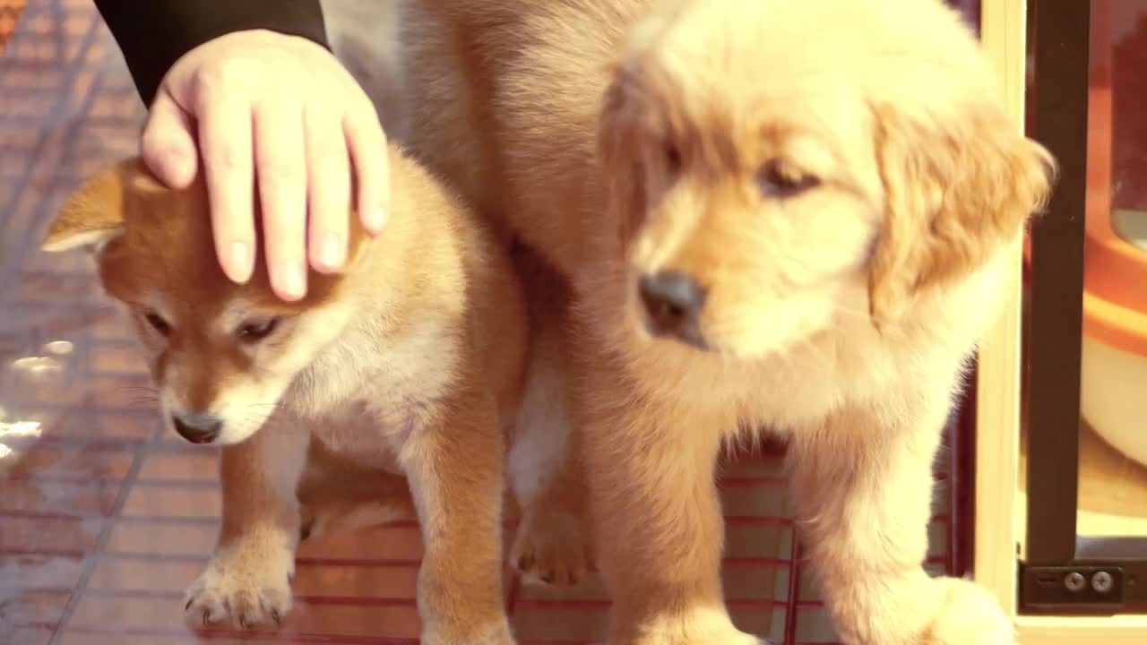 一只柴犬和金毛犬幼崽正在被抚摸幼犬可爱毛绒绒的小狗狗憨厚老实喜欢亲近人类忠实伴侣家居饲养宠物看家护院视频素材