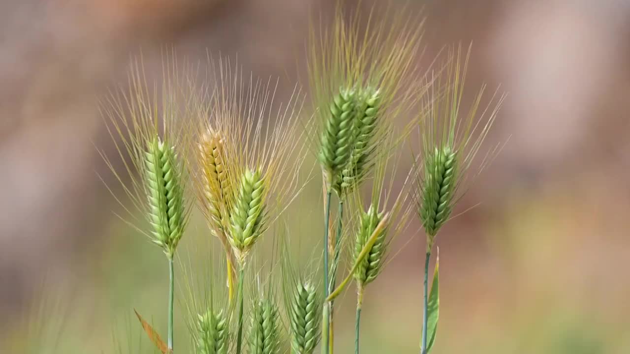 麦浪视频素材