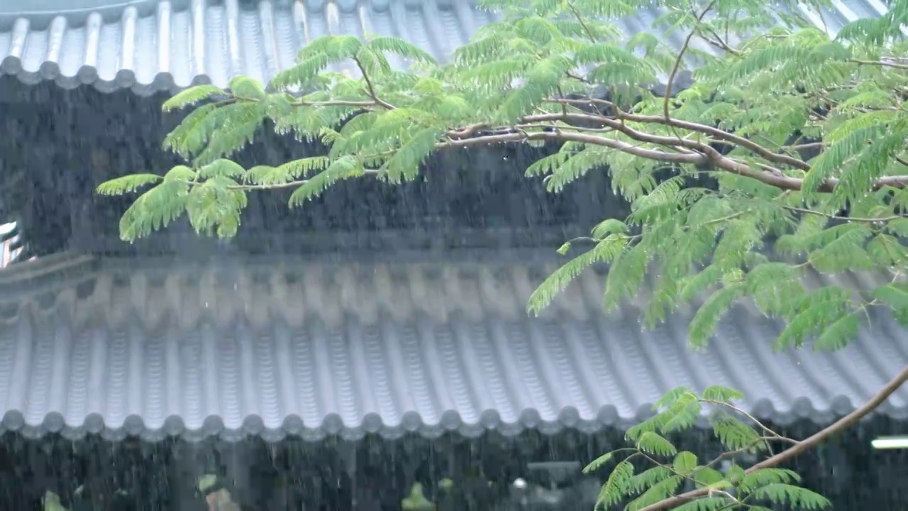 春夏雨季寺庙殿阁亭台楼阁雨中蒙蒙细雨如烟如雾雨水冲刷森林院落叶子滴着水珠溅起水花典雅雨景思考禅修静养视频素材