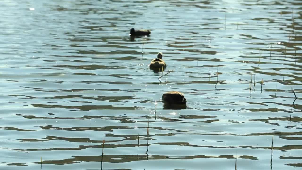 湿地公园里戏水的野鸭视频素材