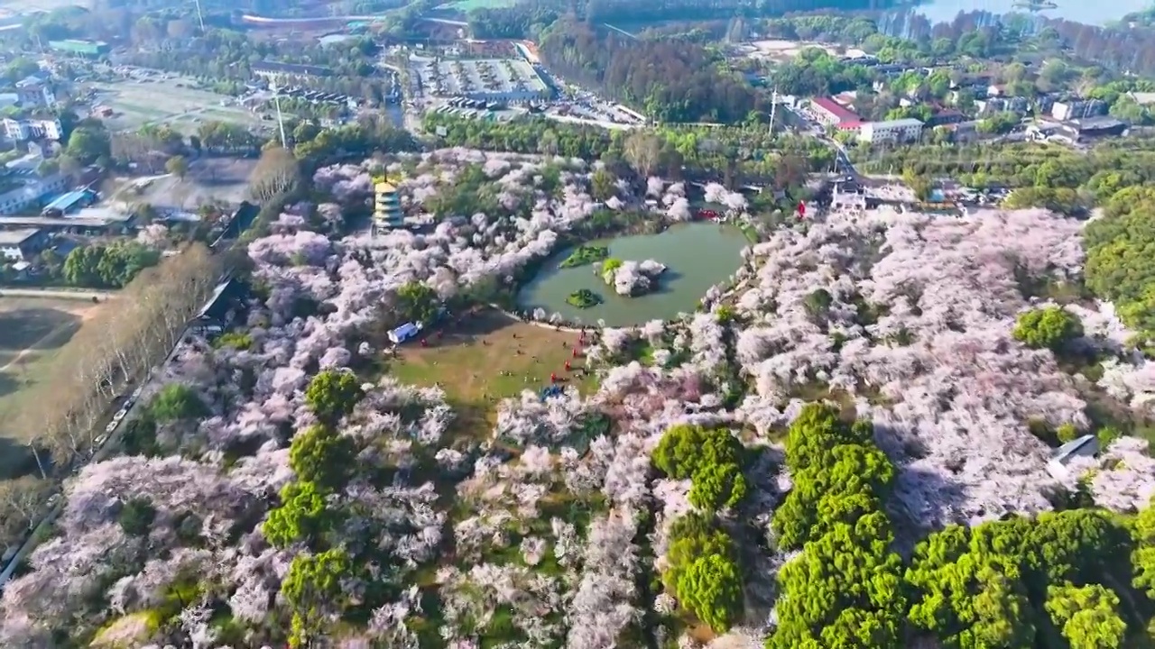 湖北武汉东湖樱园春季樱花航拍风光视频素材