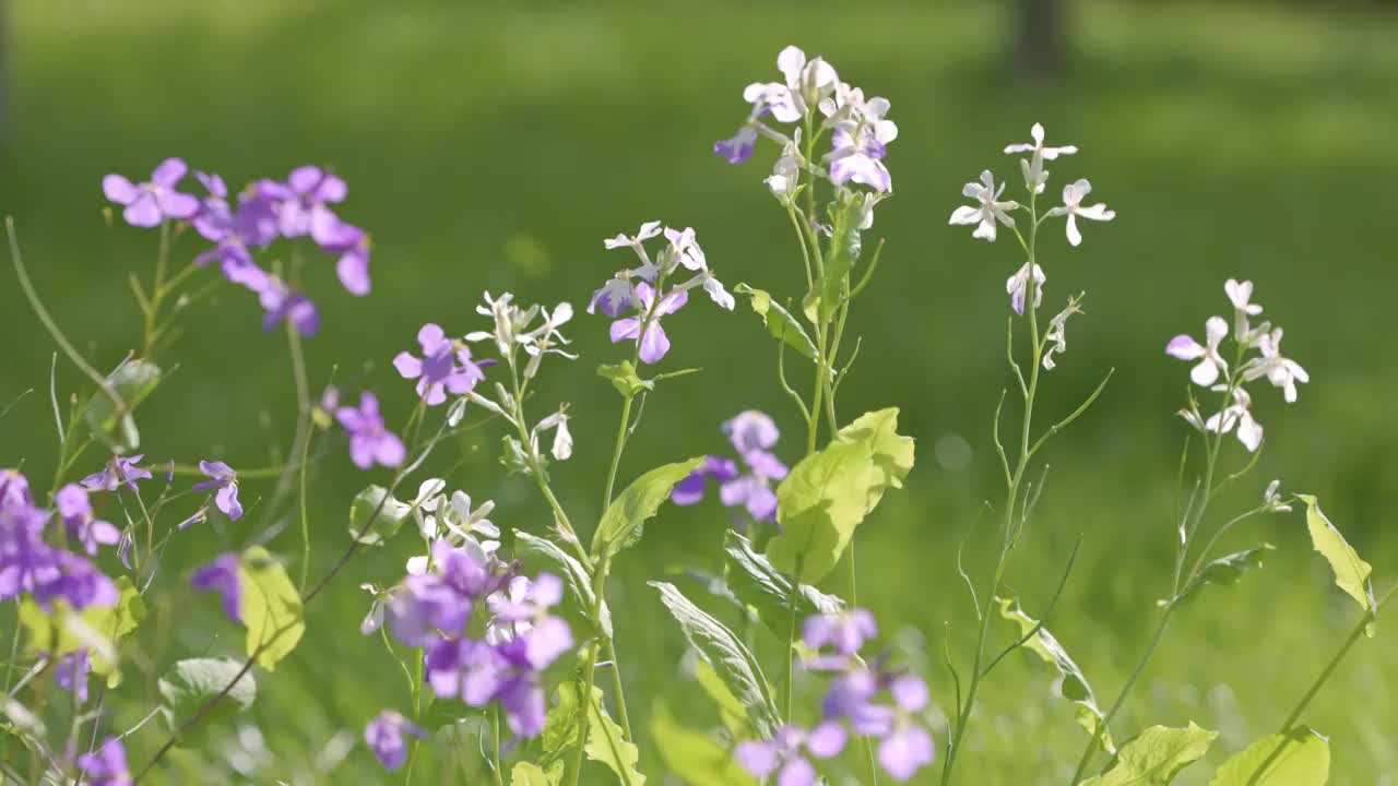 绿色背景的紫色和粉色的二月兰视频素材