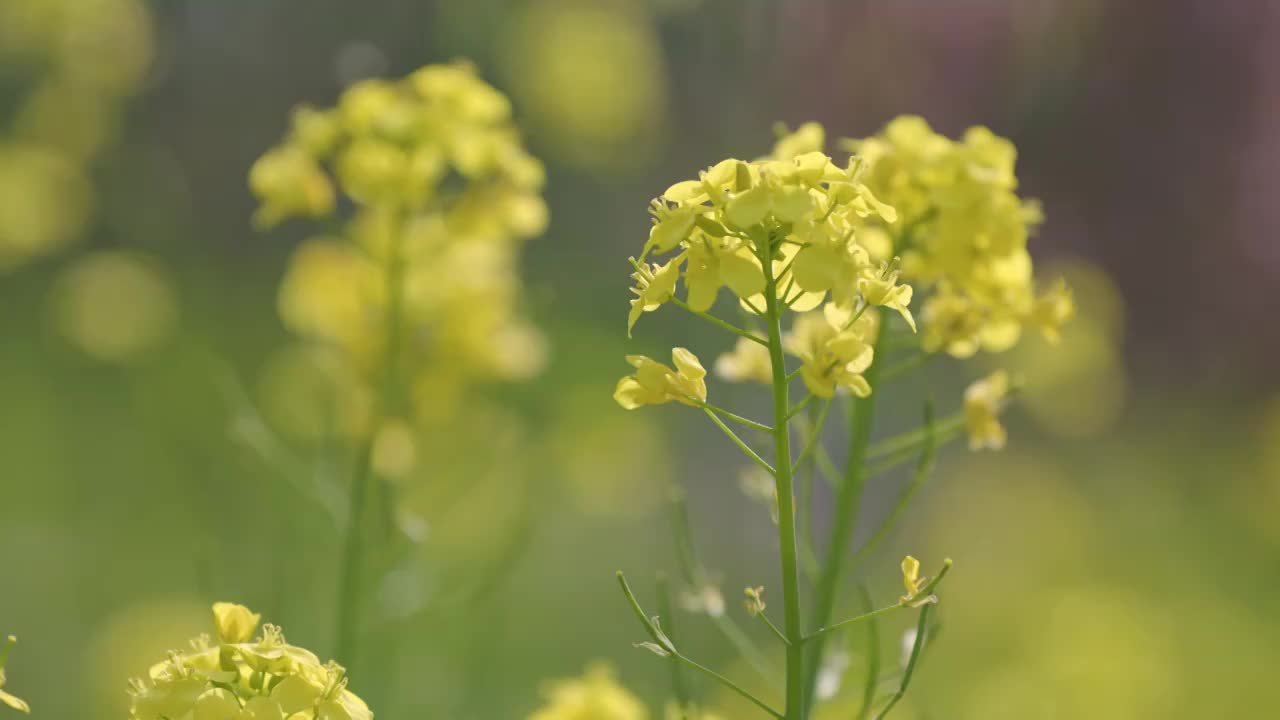 虚化背景焦点变换的油菜花视频素材