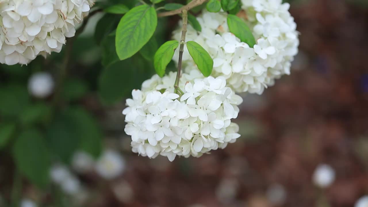 绣球花，绣球，木绣球，绣球荚蒾视频素材