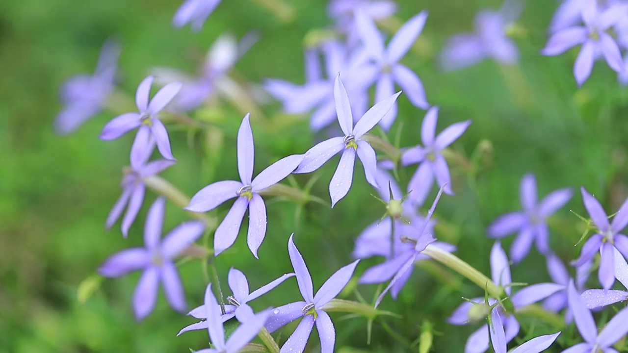 同瓣草，长星花特写，许士草，长冠花视频素材