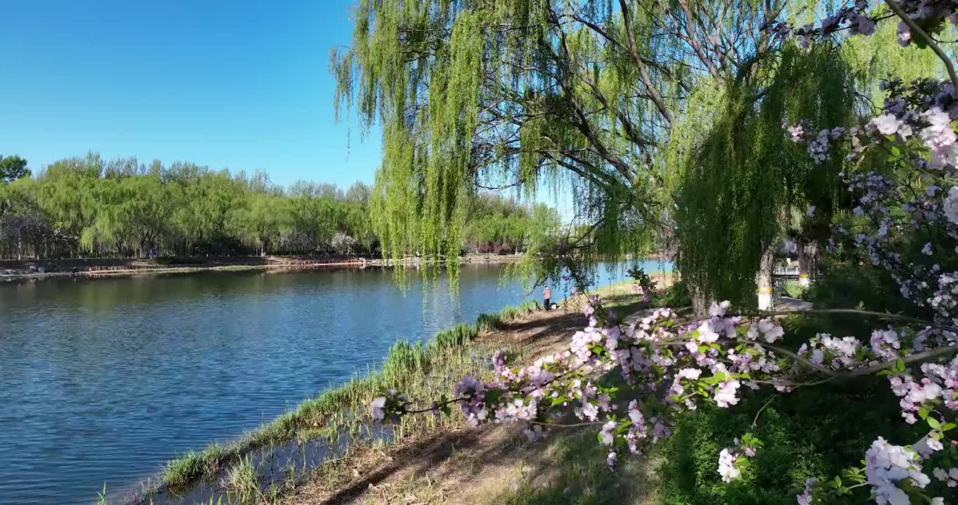 航拍空中鸟瞰春天公园湖两岸的风景视频素材