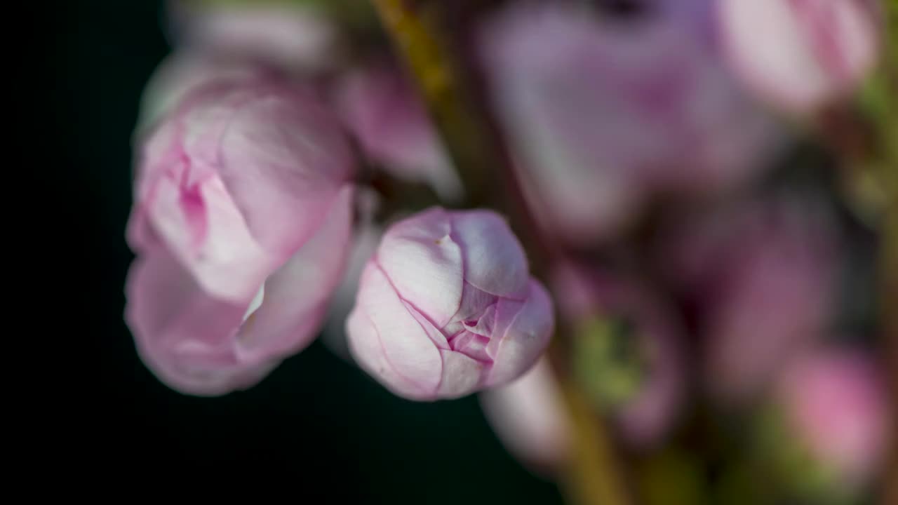 花开延时视频素材