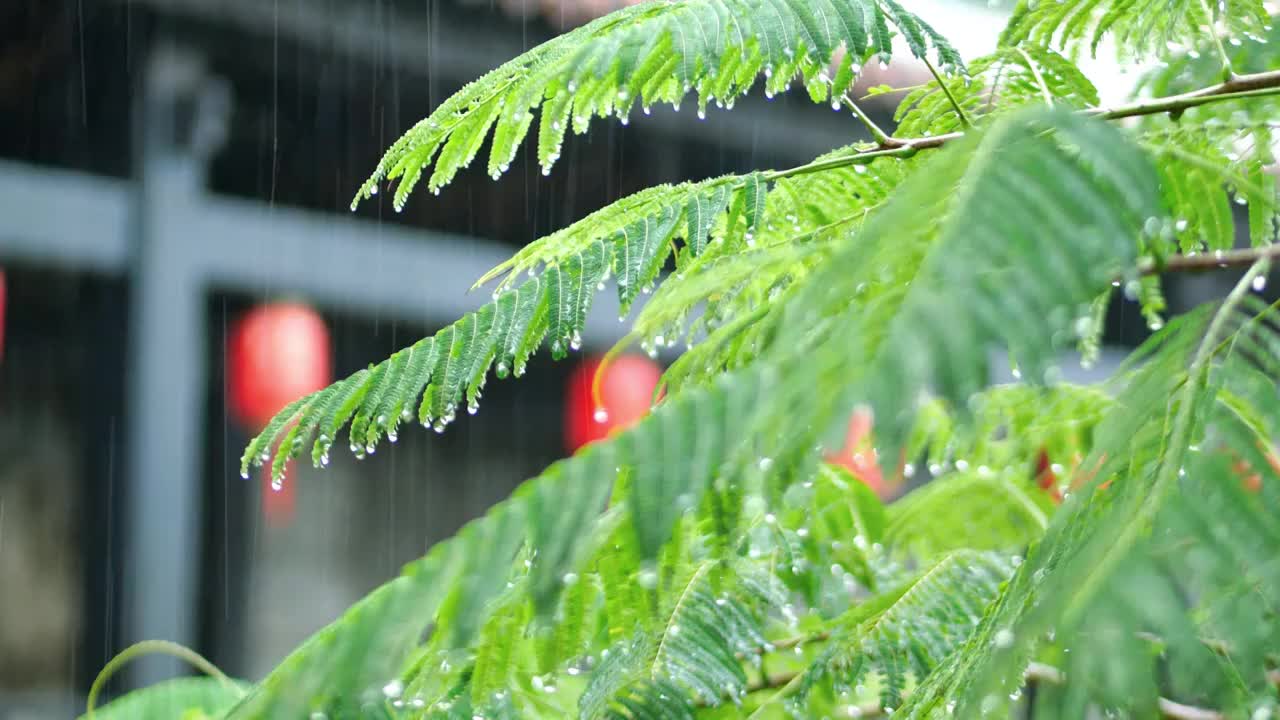 下雨天古城里亭台楼阁被雨水冲刷着树木叶子滴着水珠雨水沥沥下烟雨迷蒙春天谷雨时节龙舟水南方暴雨降水季节视频素材