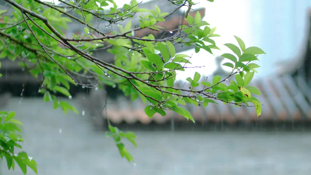 春夏雨季来临古城亭台楼阁笼罩在雨中蒙蒙细雨如烟如雾雨水冲刷古村树木叶子滴着水珠溅起水花适合人修心养性视频素材