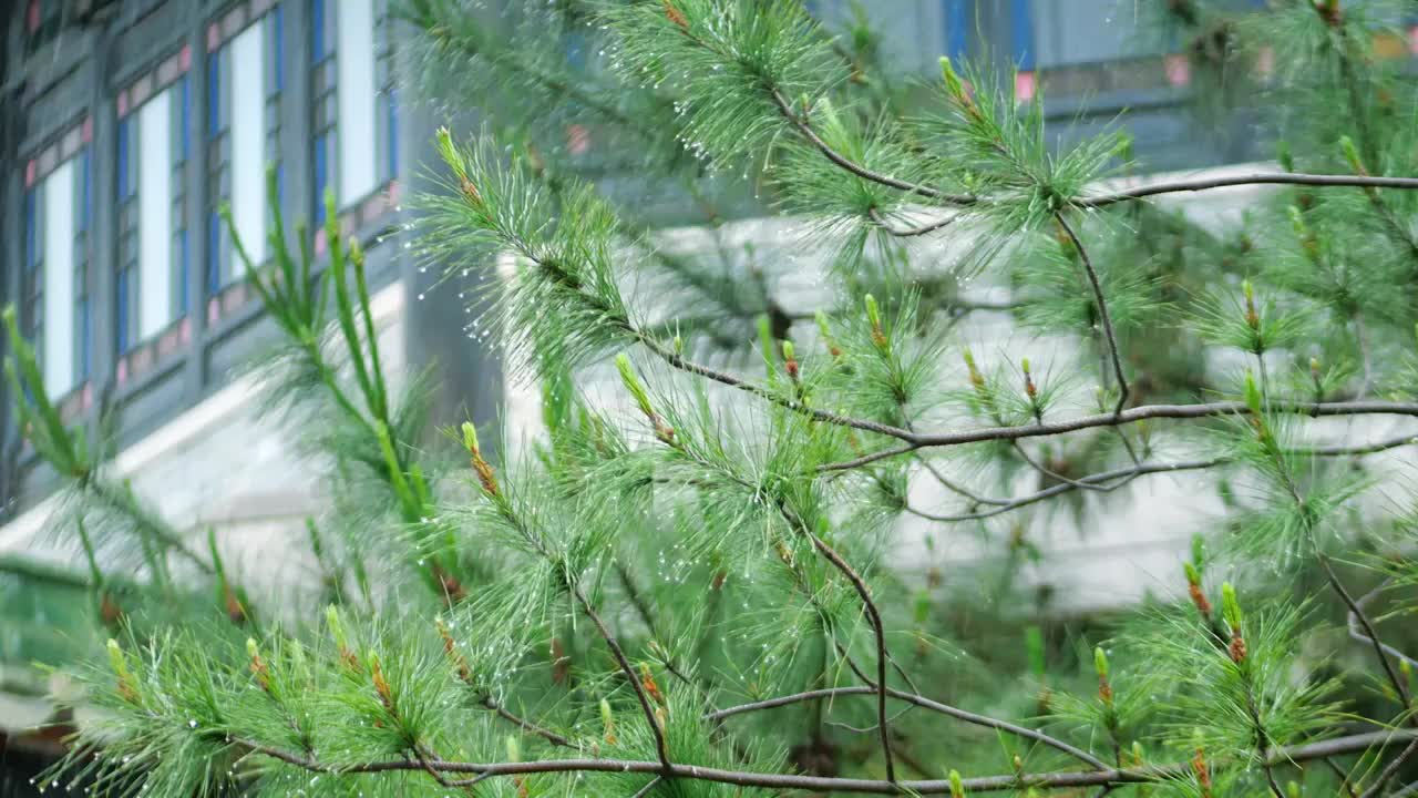 广东龙舟水雨季古城亭台楼阁笼罩在雨中蒙蒙细雨如烟如雾凉风雨水冲刷森林院落叶子滴着水珠心境平静缓解压力视频素材