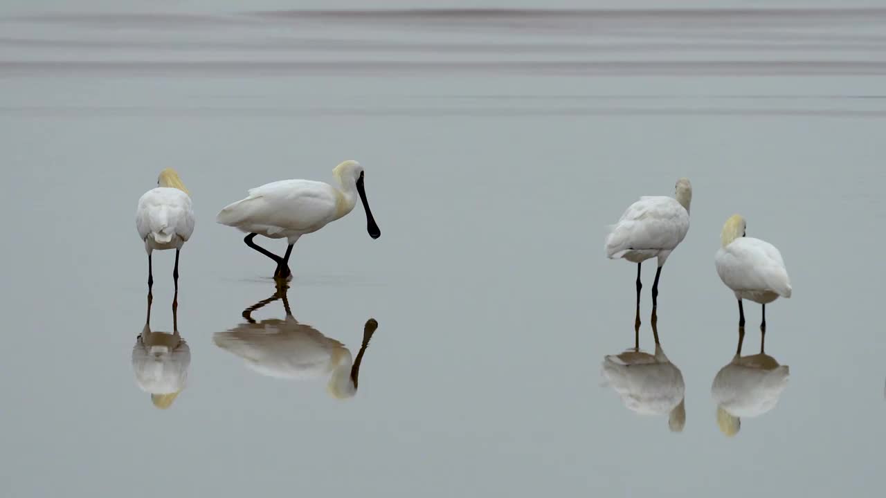 黑脸琵鹭鸟现身珠海越冬，漫步在海滨浅水区域觅食视频素材