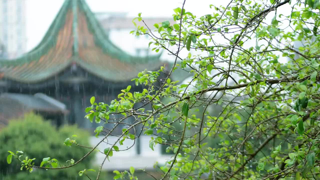 春夏雨季来临古城亭台楼阁笼罩在雨中蒙蒙细雨如烟如雾雨水冲刷森林院落叶子滴着水珠溅起水花适合人修心养性视频素材