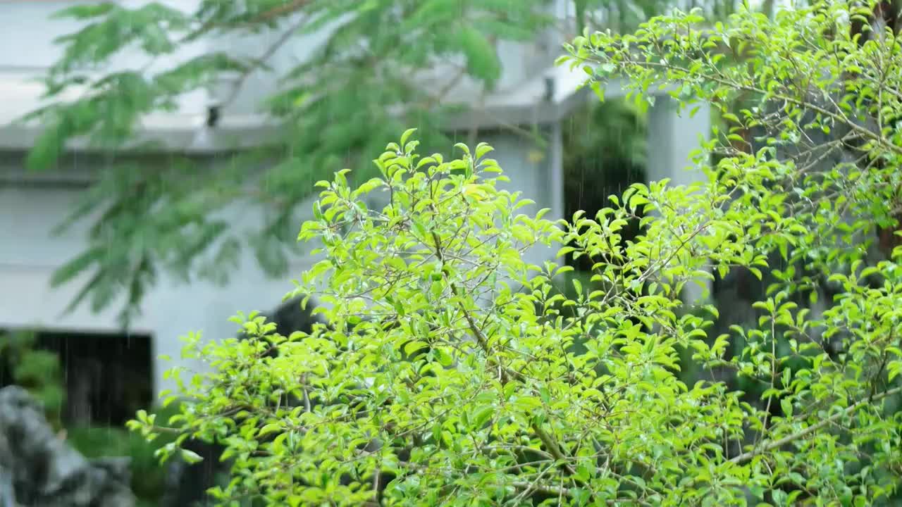 春夏雨季来临古城亭台楼阁笼罩在雨中蒙蒙细雨如烟如雾飘飘洒洒雨水冲刷着森林院落适合禅修思考人生感悟视频素材