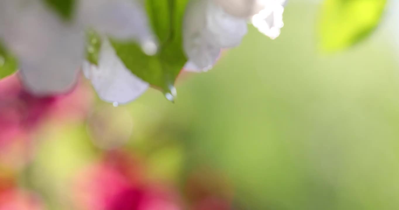 春天盛开的海棠花朵上沾满露珠镜头缓慢移动特写视频素材