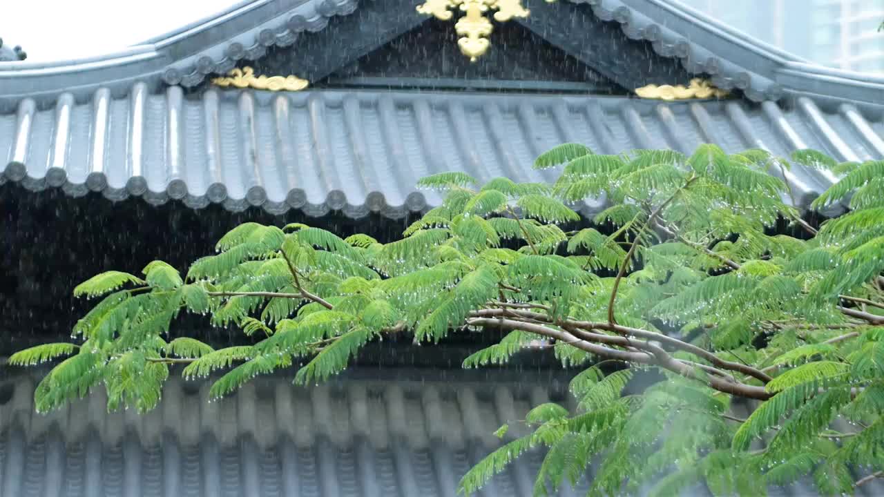 春夏雨季来临古城亭台楼阁笼罩在雨中蒙蒙细雨如烟如雾雨水冲刷森林院落叶子滴着水珠溅起水花适合人修心养性视频素材