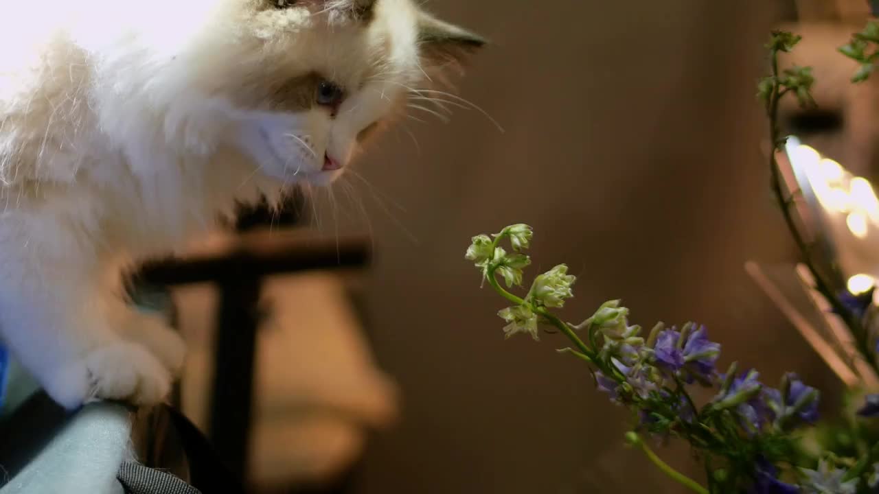 机灵可爱的宠物布偶猫正在探索开花植物并跟植物进行互动毛色干净乖巧充满活力动感家养宠物小猫咪好奇心很强视频素材