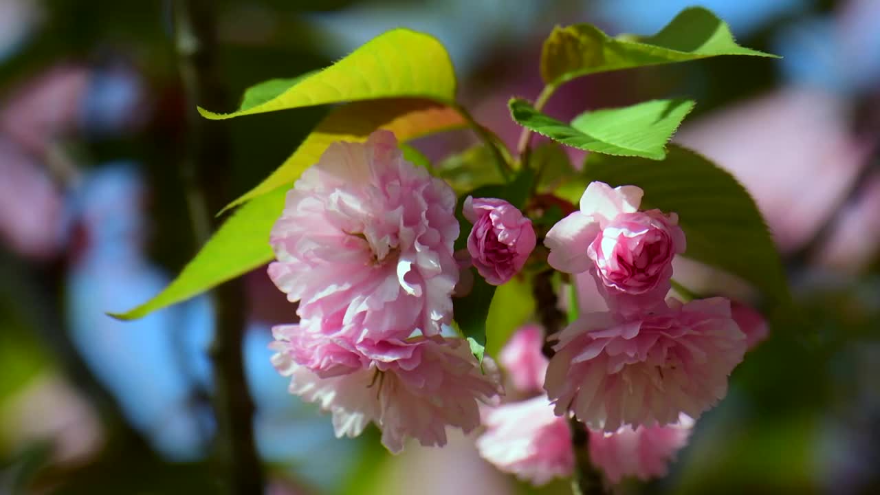 樱花特写视频素材