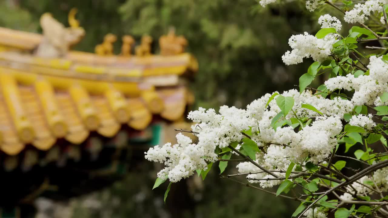 北京春天丁香花视频素材