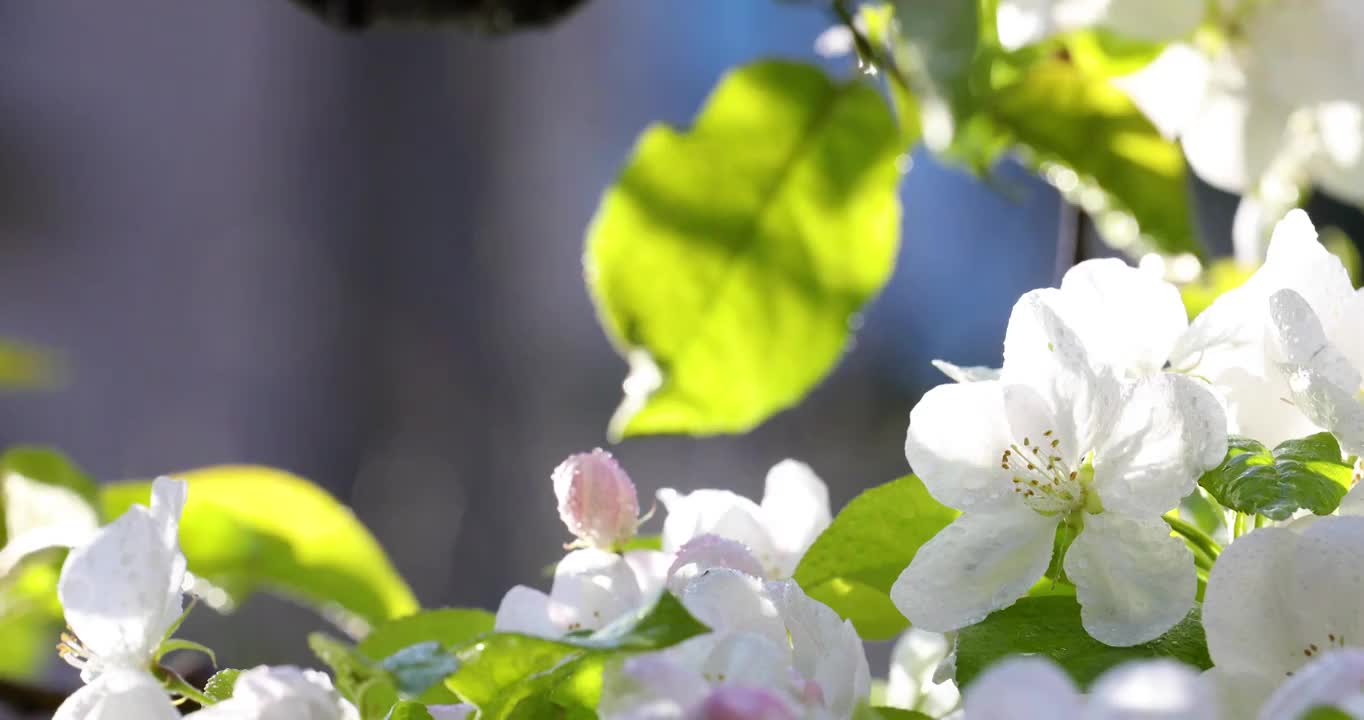 春天盛开的海棠花朵上沾满露珠镜头缓慢移动特写视频素材