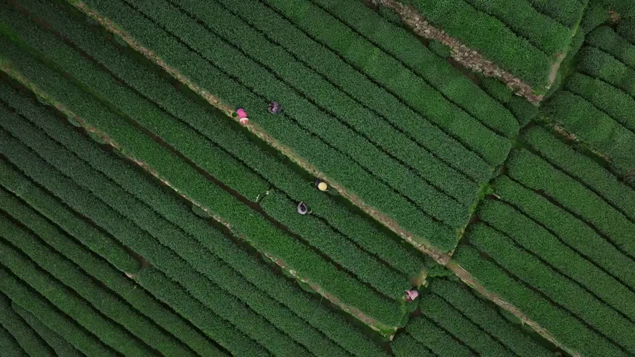 龙井采茶视频素材