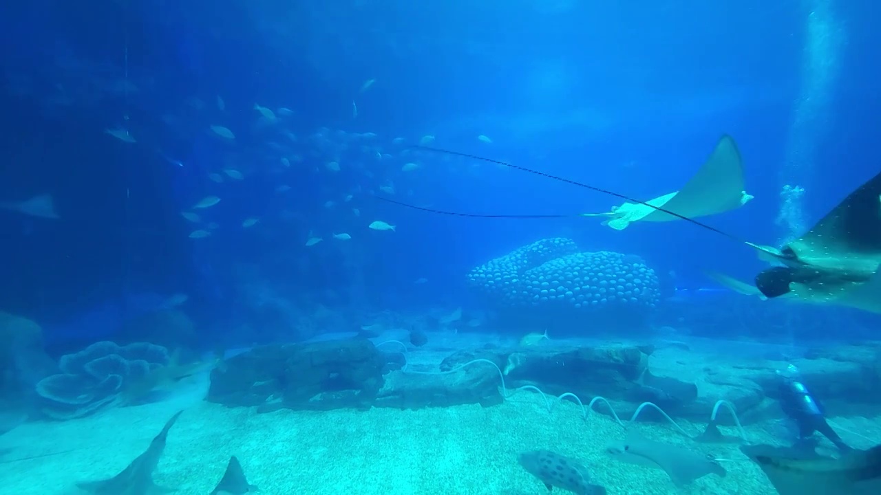 海洋馆里的观赏鱼视频素材