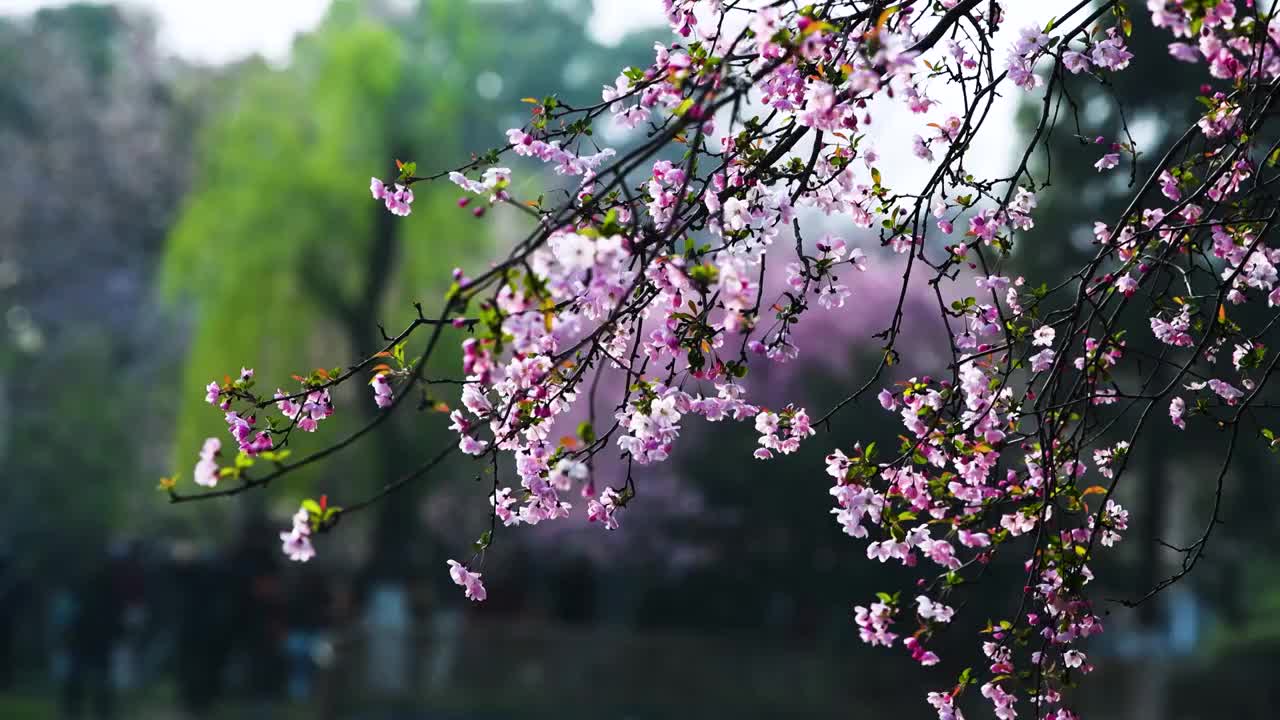 随春风摇曳的垂丝海棠花，江苏南京视频素材