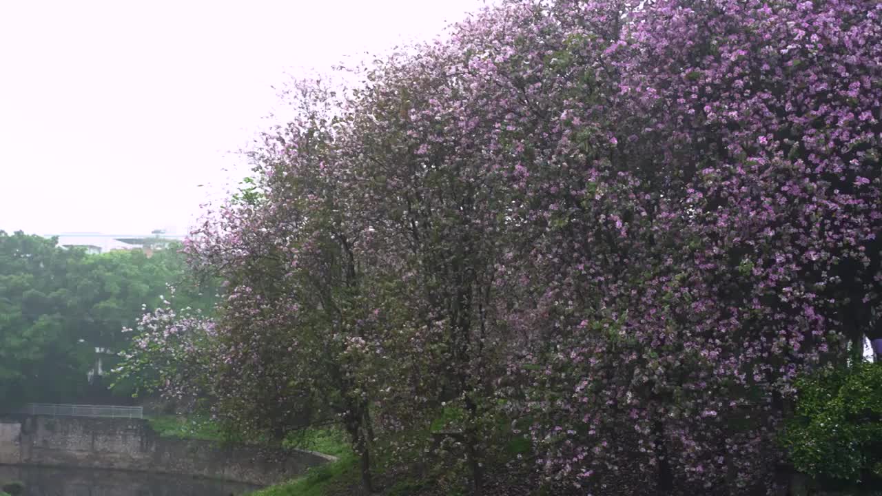 4K拍摄柳州雨中紫荆花视频素材