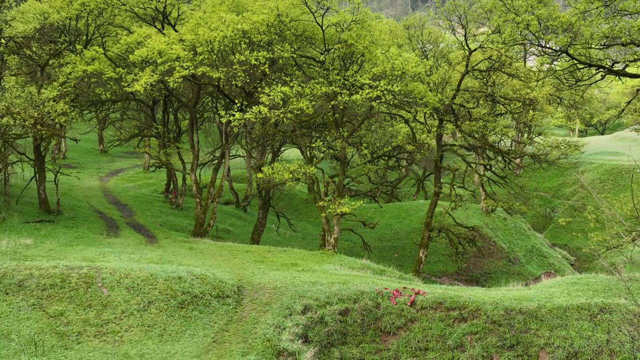 湖北建始县花坪镇杨树湿地草原风光视频素材