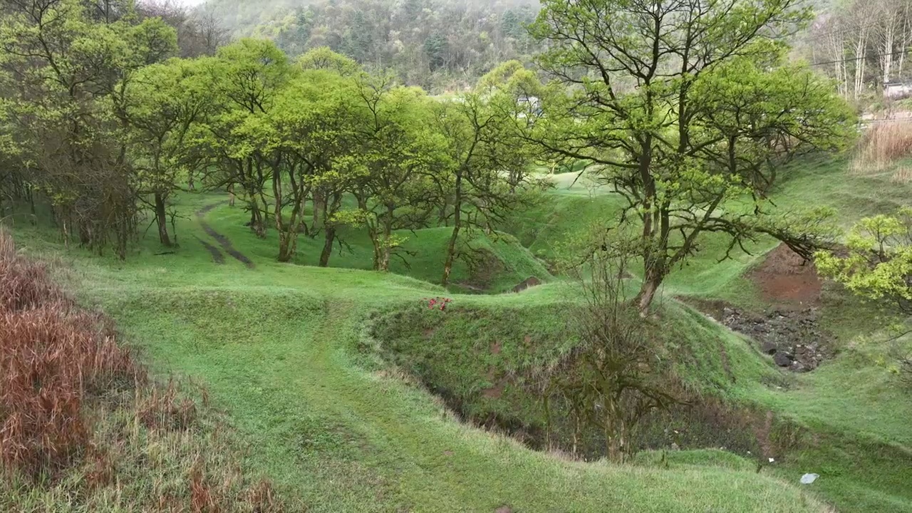 湖北建始县花坪镇杨树湿地草原风光视频素材