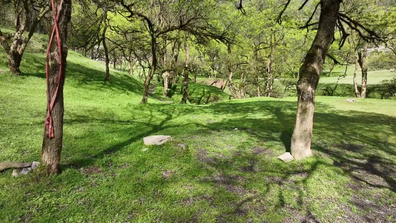 湖北建始县花坪镇杨树湿地草原风光视频素材