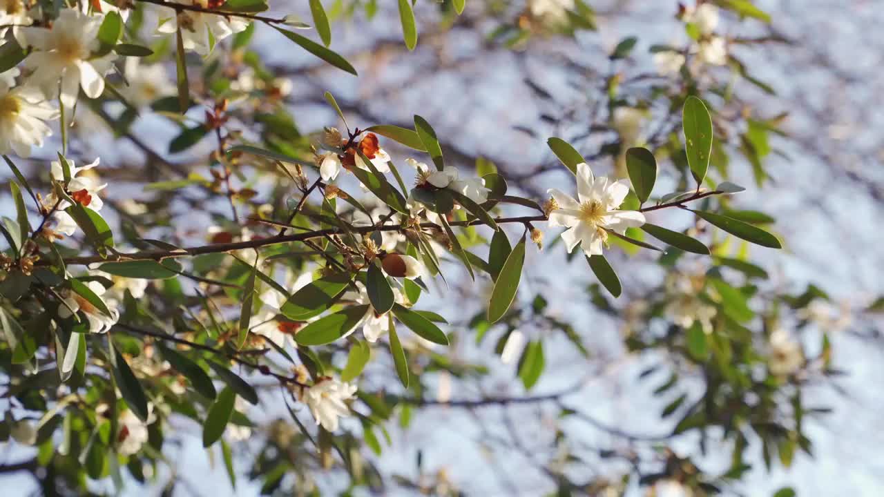 春天阳光下随风摇曳的山茶花视频素材