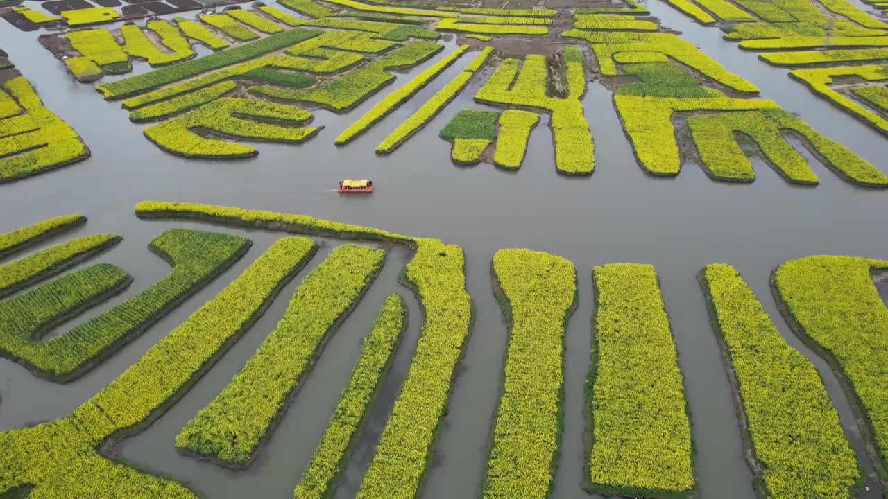 江苏泰州市兴化油菜花千垛景区航拍自然风光视频素材