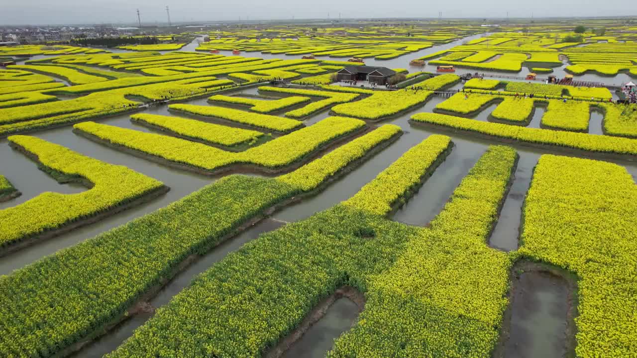 江苏泰州市兴化油菜花千垛景区航拍自然风光视频素材