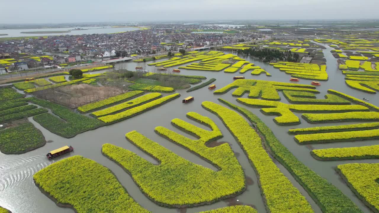 江苏泰州市兴化油菜花千垛景区航拍自然风光视频素材