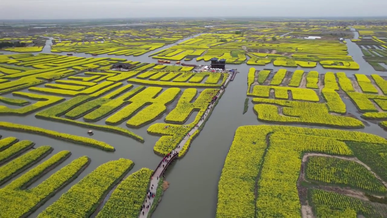 江苏泰州市兴化油菜花千垛景区航拍自然风光视频素材