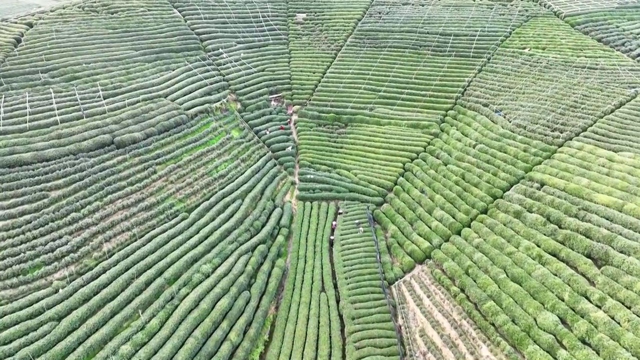 浙江杭州：航拍龙坞西湖龙井茶园风光视频素材