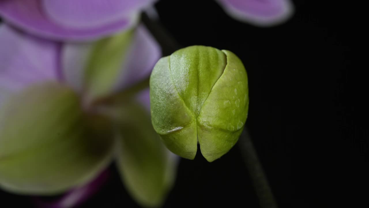 延时摄影蝴蝶兰花开过程特写视频素材