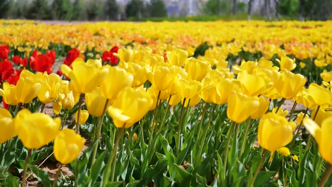 春天盛开的郁金香视频素材画面1