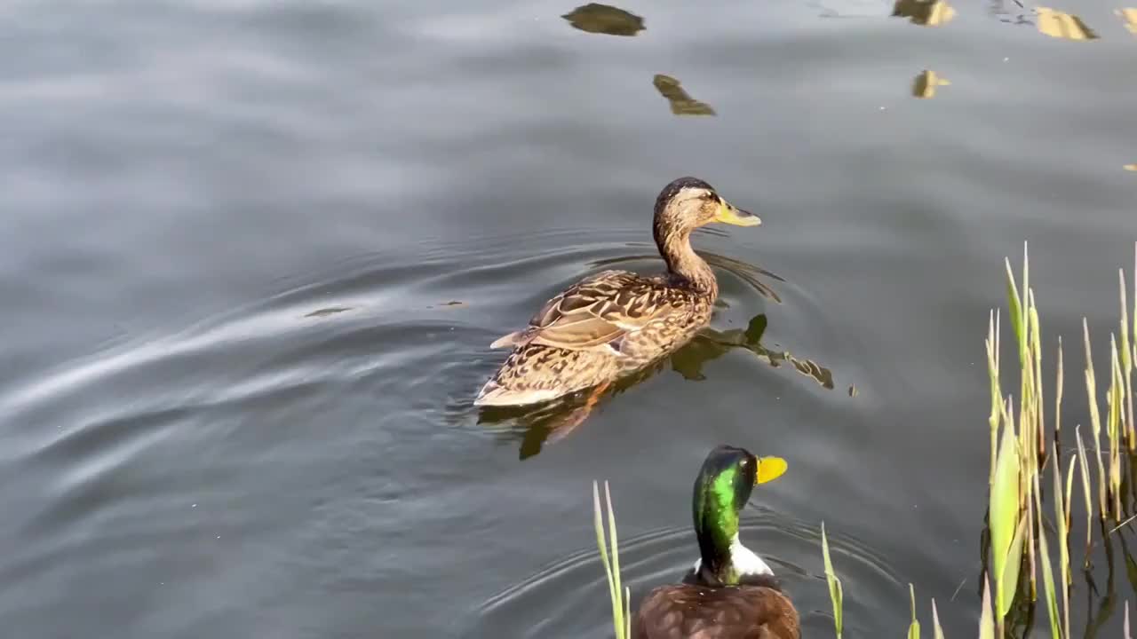 湿地公园的野鸭视频素材