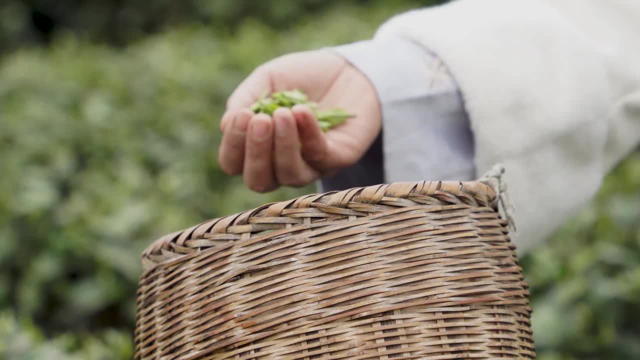 贵州春天采茶特写视频素材