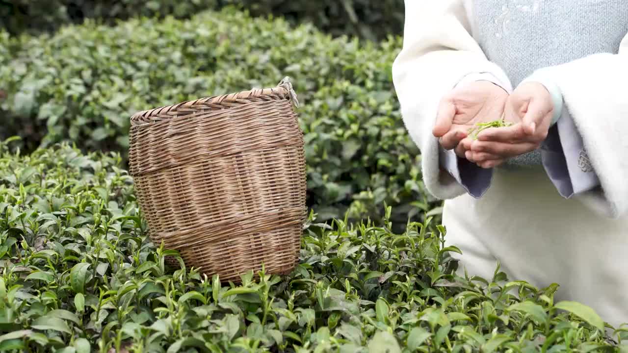 贵州春天采茶特写视频素材