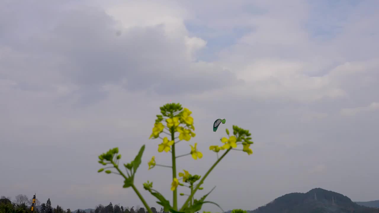 贵州春天油菜花盛开露营 航拍 滑翔伞视频素材