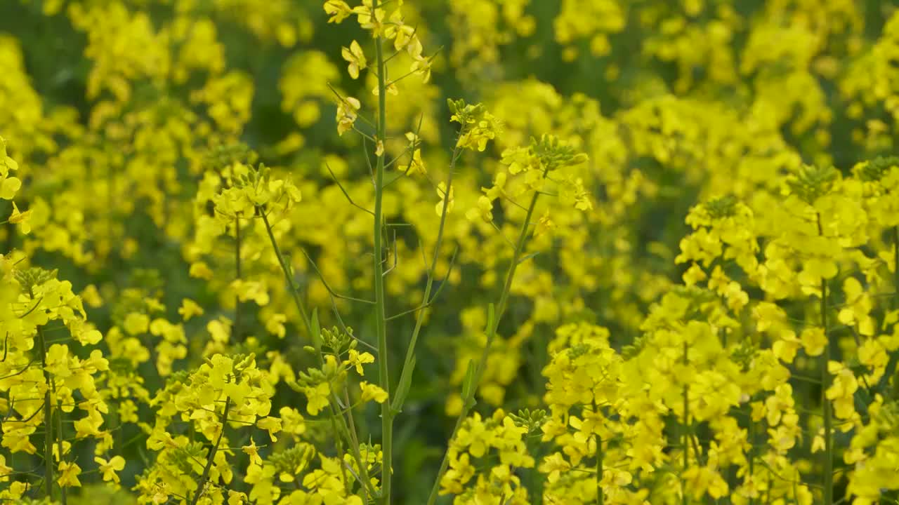 贵州春天油菜花盛开露营 航拍 滑翔伞视频素材