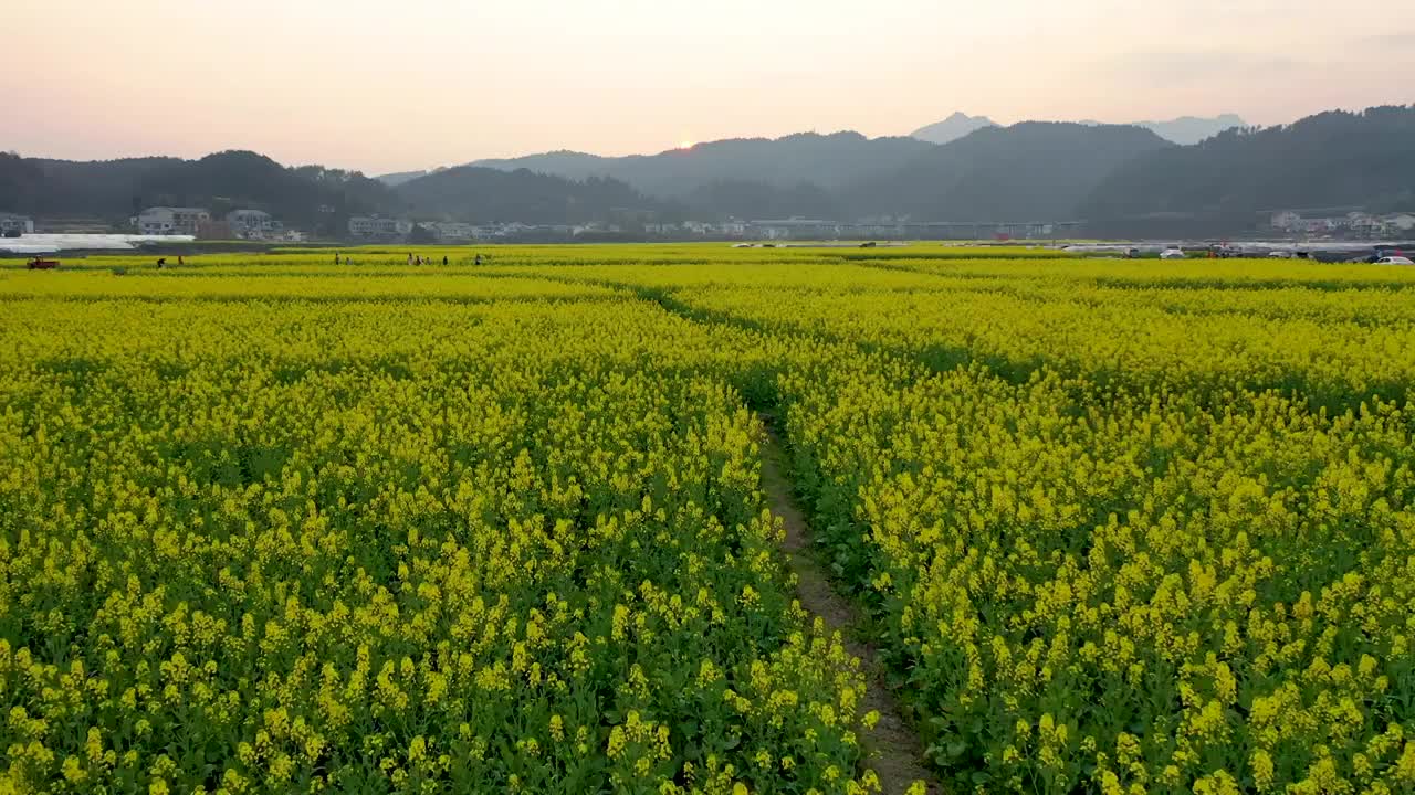 贵州春天油菜花盛开露营 航拍 滑翔伞视频素材