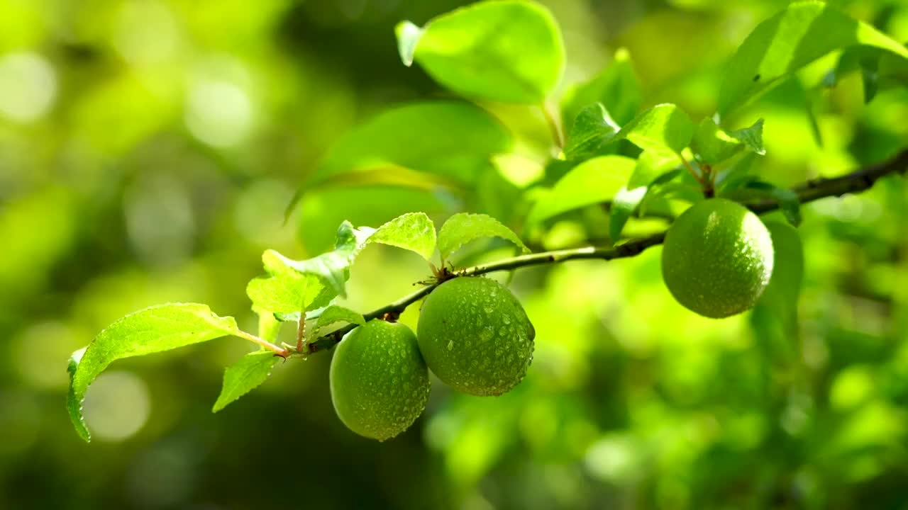 绿色光影背景的青梅特写视频素材