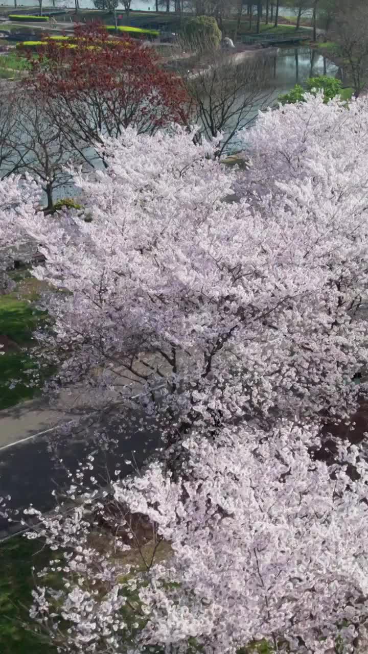 上海辰山植物园的樱花开了视频素材