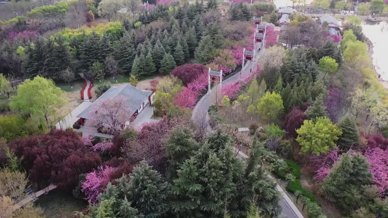 航拍河南省郑州市荥阳市禹锡园景区的樱花季视频素材